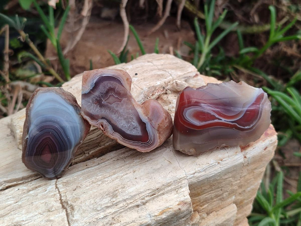 Polished Red Shashe River Agate Nodules x 48 From Shashe River, Zimbabwe