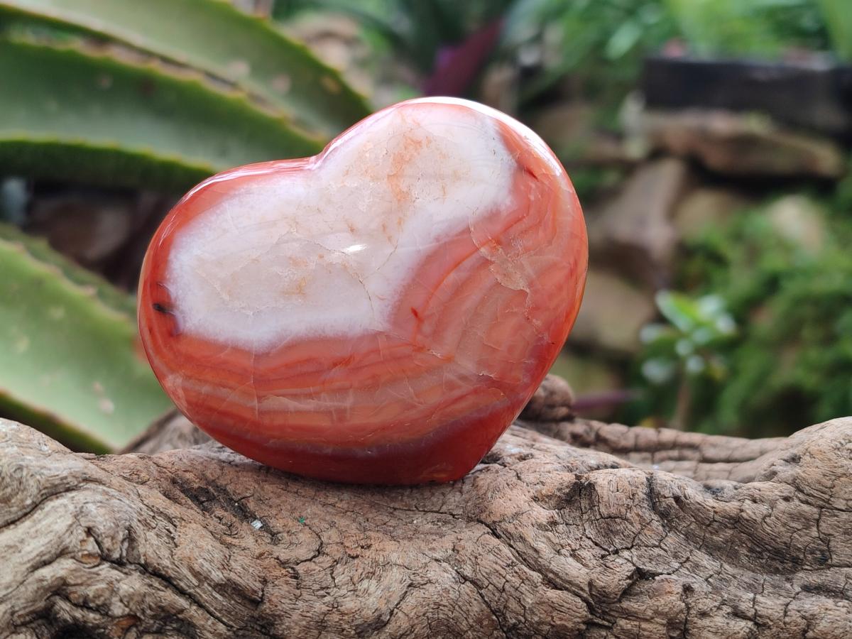 Polished Carnelian Agate Gemstone Hearts x 6 From Madagascar