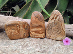 Polished Picture Stone Jasper Standing Free Forms x 3 From Ais-Ais, Namibia