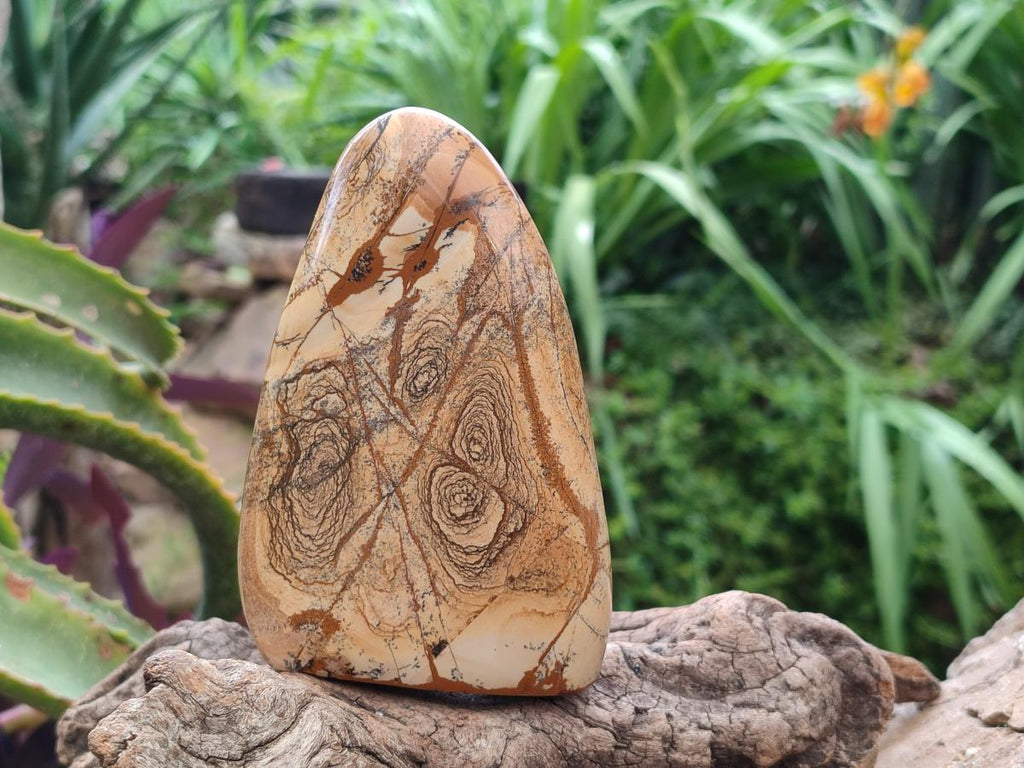 Polished Picture Stone Jasper Standing Free Forms x 3 From Ais-Ais, Namibia