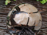 Polished Large Septerye Sauvage "Dragons Egg" Geode x 1 From Mahajanga, Madagascar