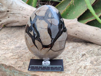 Polished Large Septerye Sauvage "Dragons Egg" Geode x 1 From Mahajanga, Madagascar