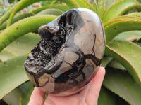 Polished Large Septerye Sauvage "Dragons Egg" Geode x 1 From Mahajanga, Madagascar