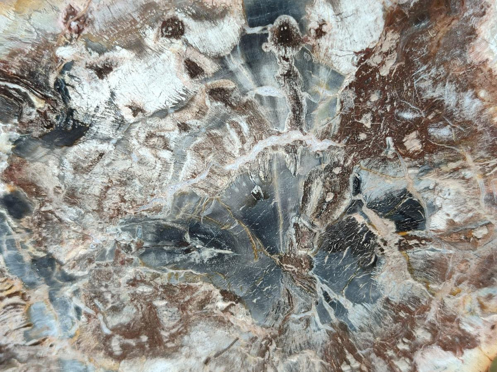 Polished Red Podocarpus Petrified Wood Slices x 4 From Mahajanga, Madagascar