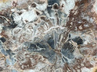 Polished Red Podocarpus Petrified Wood Slices x 4 From Mahajanga, Madagascar