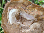 Polished Red Podocarpus Petrified Wood Slices x 4 From Mahajanga, Madagascar