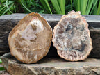 Polished Red Podocarpus Petrified Wood Slices x 4 From Mahajanga, Madagascar