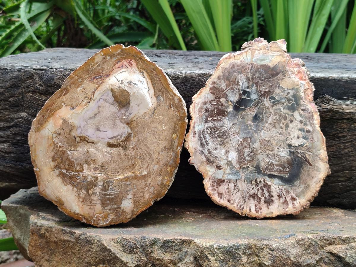 Polished Red Podocarpus Petrified Wood Slices x 4 From Mahajanga, Madagascar
