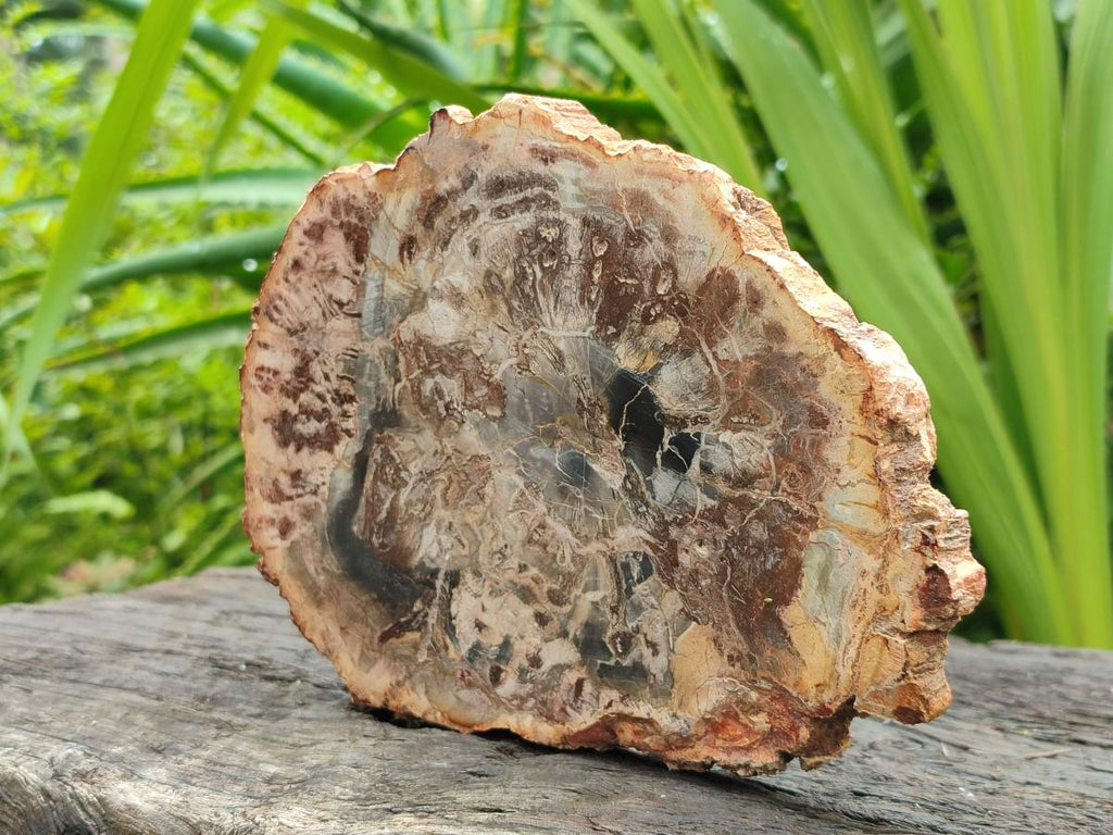 Polished Red Podocarpus Petrified Wood Slices x 4 From Mahajanga, Madagascar
