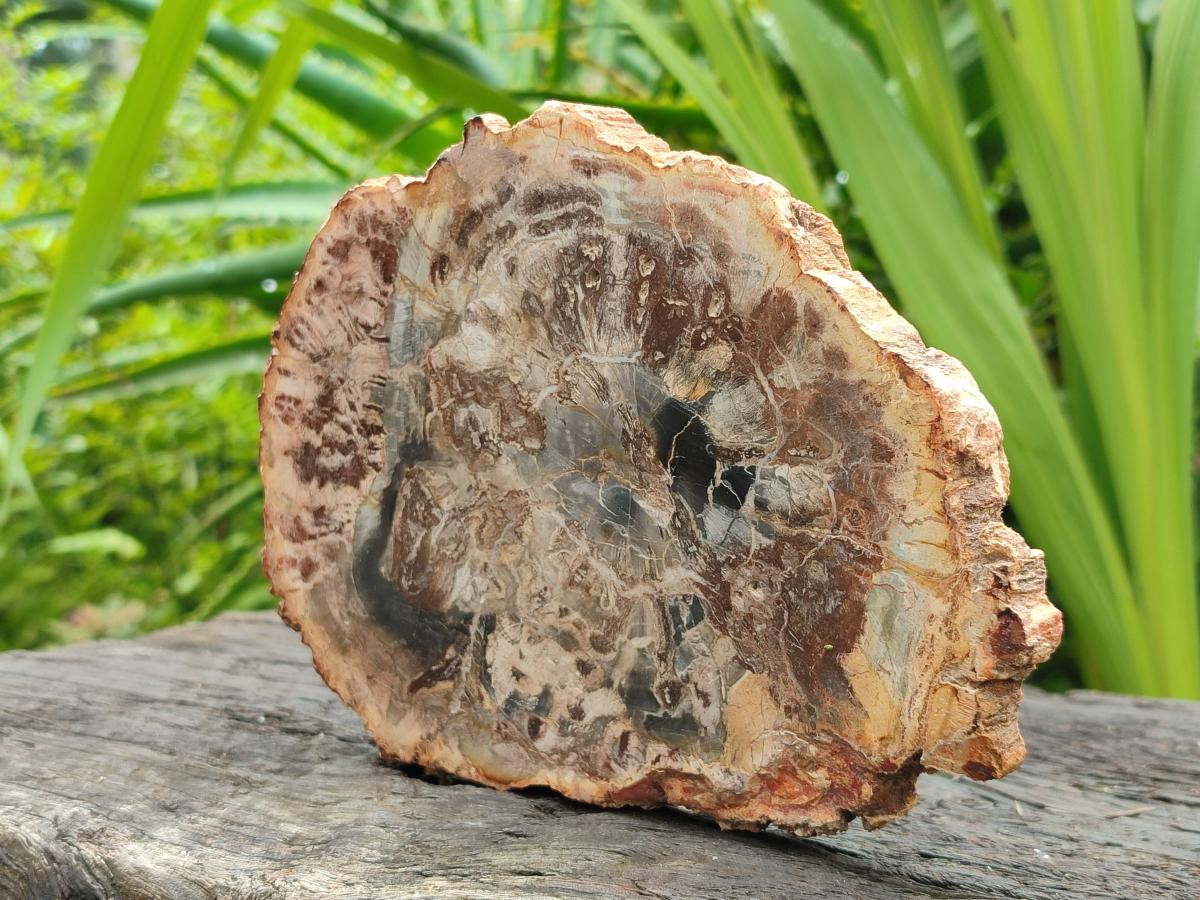 Polished Red Podocarpus Petrified Wood Slices x 4 From Mahajanga, Madagascar