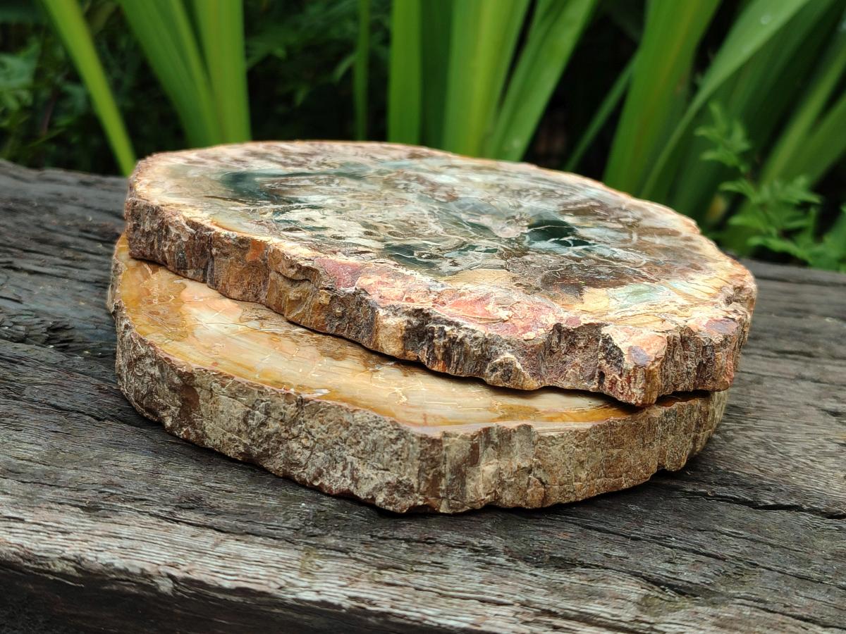 Polished Red Podocarpus Petrified Wood Slices x 4 From Mahajanga, Madagascar