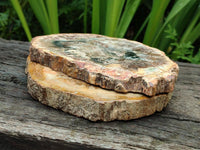 Polished Red Podocarpus Petrified Wood Slices x 4 From Mahajanga, Madagascar