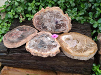 Polished Red Podocarpus Petrified Wood Slices x 4 From Mahajanga, Madagascar