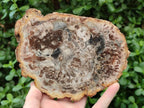 Polished Red Podocarpus Petrified Wood Slices x 4 From Mahajanga, Madagascar