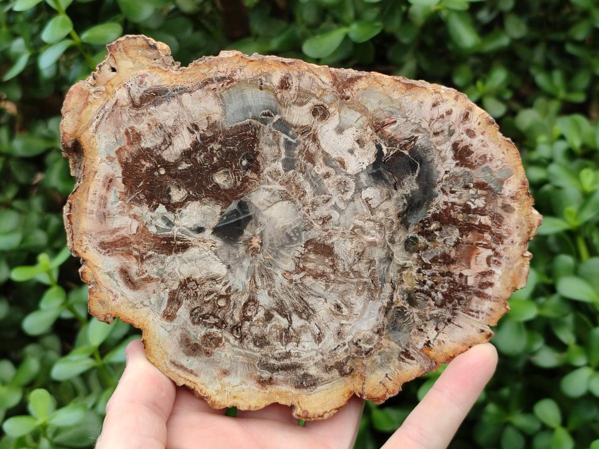 Polished Red Podocarpus Petrified Wood Slices x 4 From Mahajanga, Madagascar