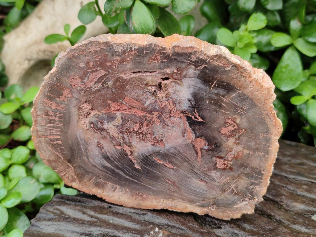 Polished Red Podocarpus Petrified Wood Slices x 4 From Mahajanga, Madagascar