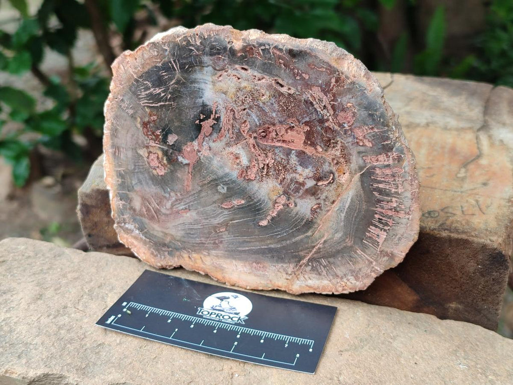 Polished Red Podocarpus Petrified Wood Slices x 4 From Mahajanga, Madagascar