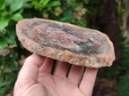 Polished Red Podocarpus Petrified Wood Slices x 4 From Mahajanga, Madagascar