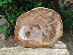 Polished Red Podocarpus Petrified Wood Slices x 4 From Mahajanga, Madagascar
