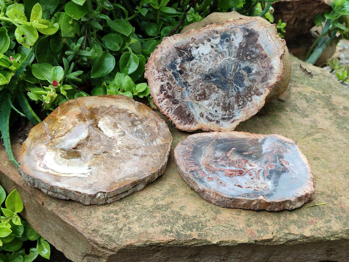 Polished Red Podocarpus Petrified Wood Slices x 4 From Mahajanga, Madagascar