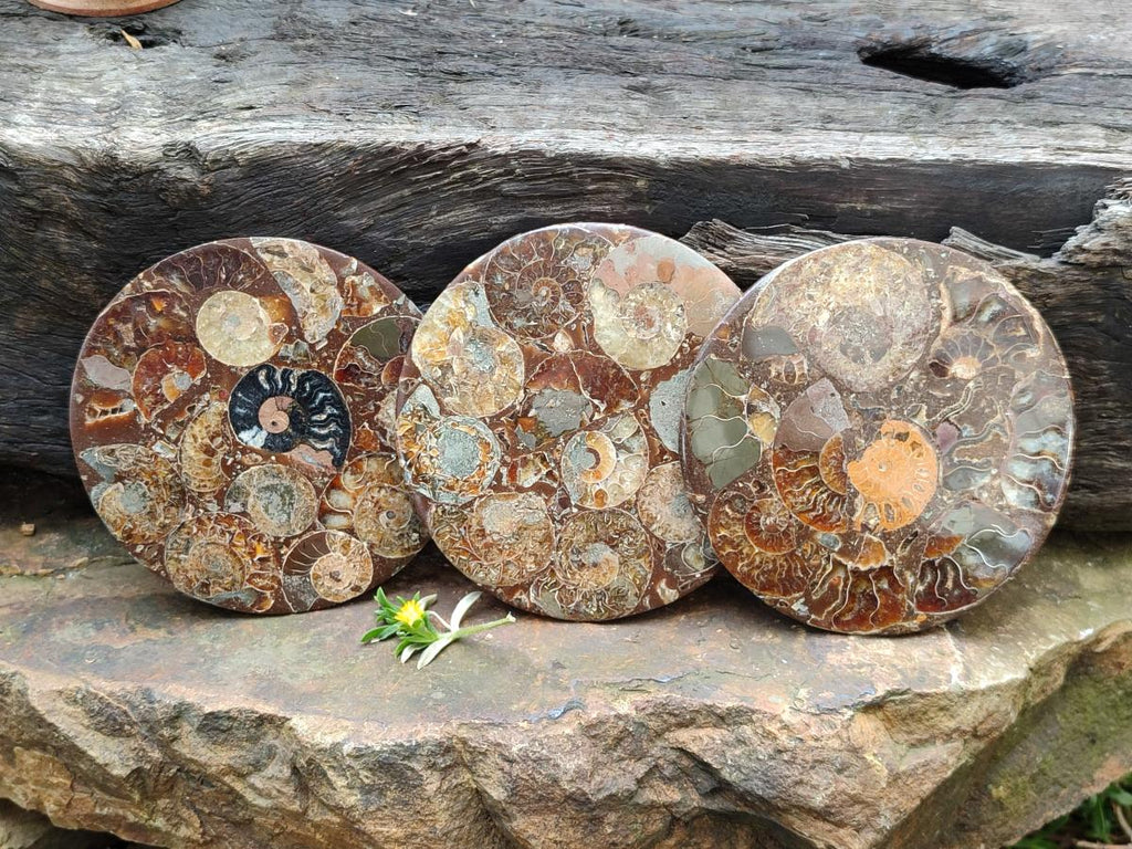 Hand Made Ammonite Conglomerate Coffee Table Coasters x 6 From Mahajanga, Madagascar - Toprock Gemstones and Minerals 
