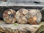 Hand Made Ammonite Conglomerate Coffee Table Coasters x 6 From Mahajanga, Madagascar - Toprock Gemstones and Minerals 