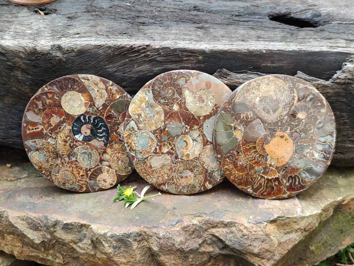 Hand Made Ammonite Conglomerate Coffee Table Coasters x 6 From Mahajanga, Madagascar