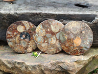 Hand Made Ammonite Conglomerate Coffee Table Coasters x 6 From Mahajanga, Madagascar