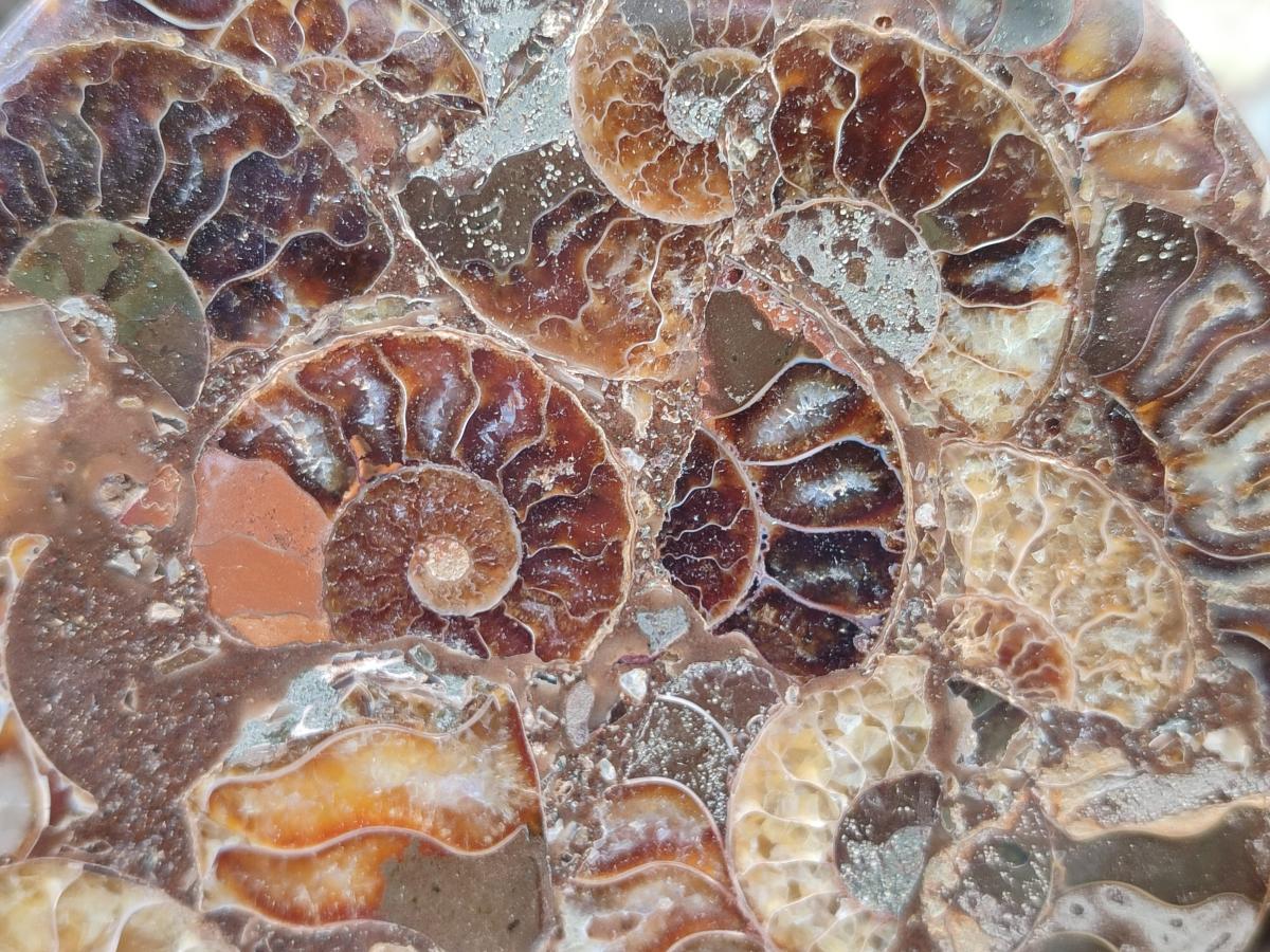 Hand Made Ammonite Conglomerate Coffee Table Coasters x 6 From Mahajanga, Madagascar