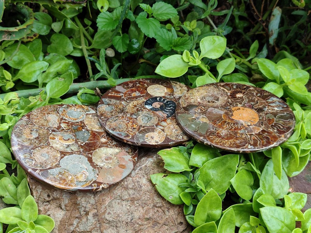 Hand Made Ammonite Conglomerate Coffee Table Coasters x 6 From Mahajanga, Madagascar - Toprock Gemstones and Minerals 