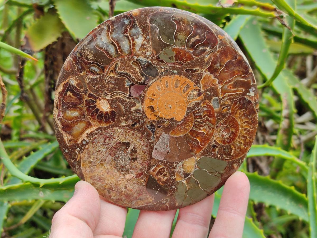Hand Made Ammonite Conglomerate Coffee Table Coasters x 6 From Mahajanga, Madagascar