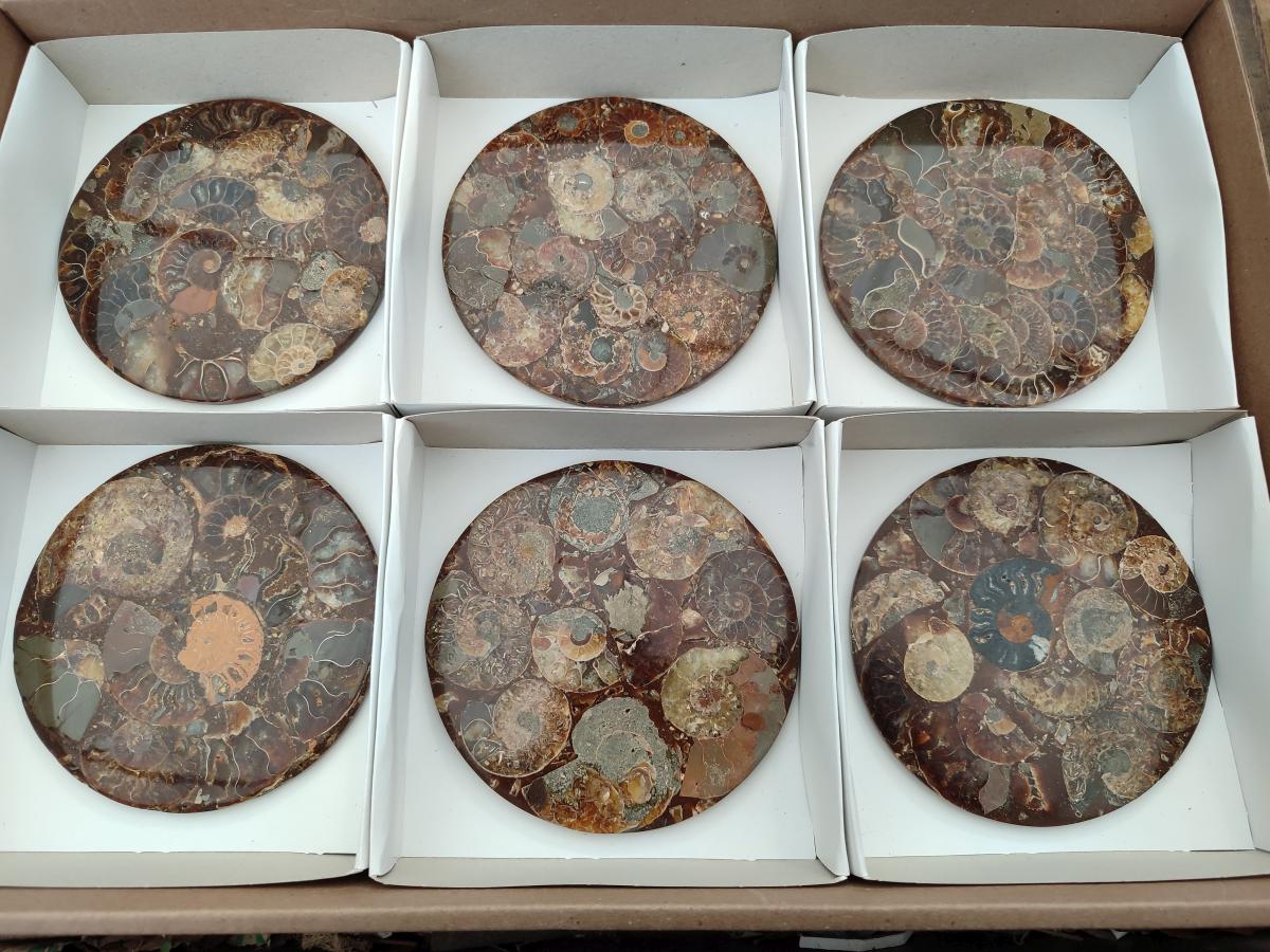 Hand Made Ammonite Conglomerate Coffee Table Coasters x 6 From Mahajanga, Madagascar