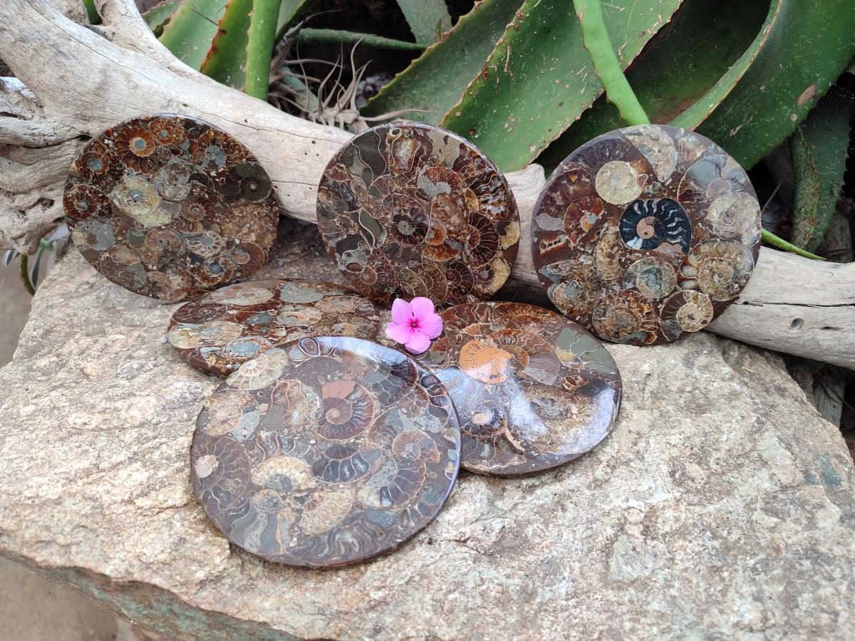Hand Made Ammonite Conglomerate Coffee Table Coasters x 6 From Mahajanga, Madagascar