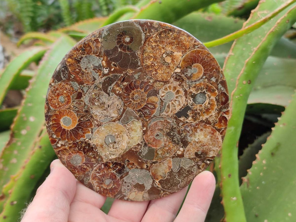 Hand Made Ammonite Conglomerate Coffee Table Coasters x 6 From Mahajanga, Madagascar - Toprock Gemstones and Minerals 