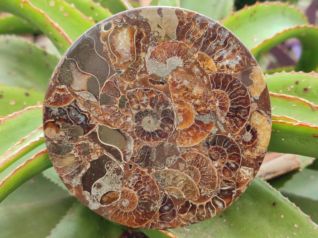 Hand Made Ammonite Conglomerate Coffee Table Coasters x 6 From Mahajanga, Madagascar