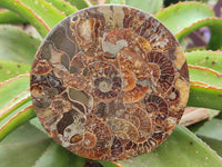 Hand Made Ammonite Conglomerate Coffee Table Coasters x 6 From Mahajanga, Madagascar