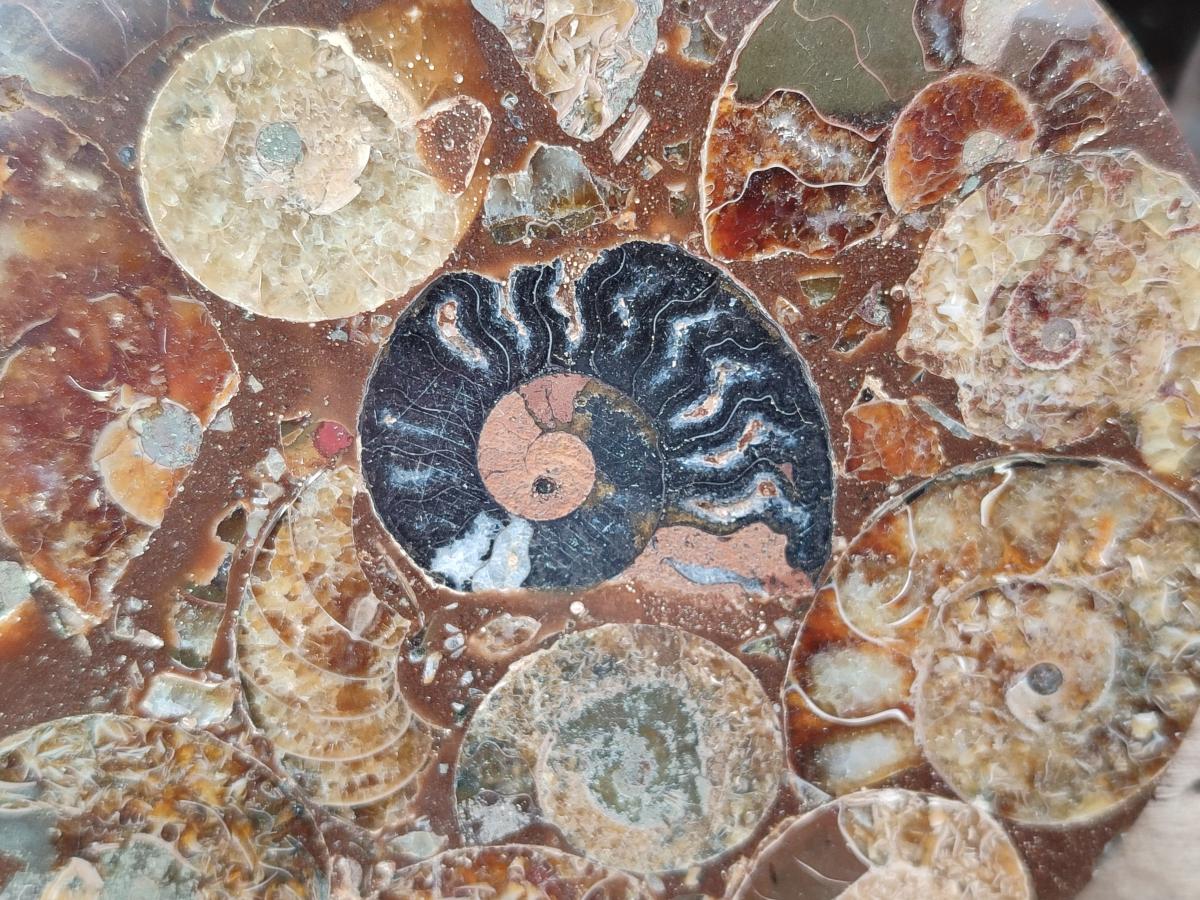 Hand Made Ammonite Conglomerate Coffee Table Coasters x 6 From Mahajanga, Madagascar - Toprock Gemstones and Minerals 