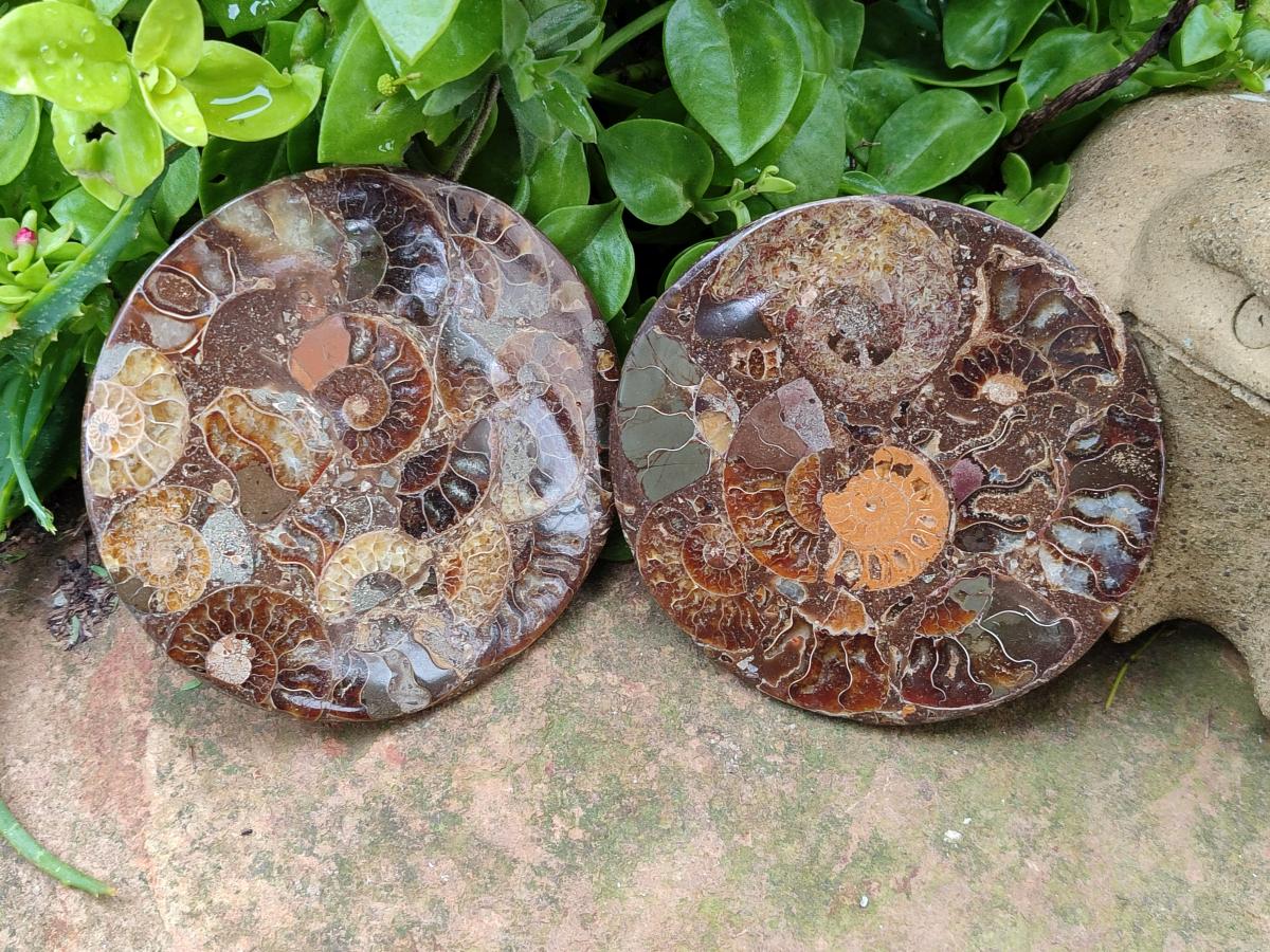 Hand Made Ammonite Conglomerate Coffee Table Coasters x 6 From Mahajanga, Madagascar