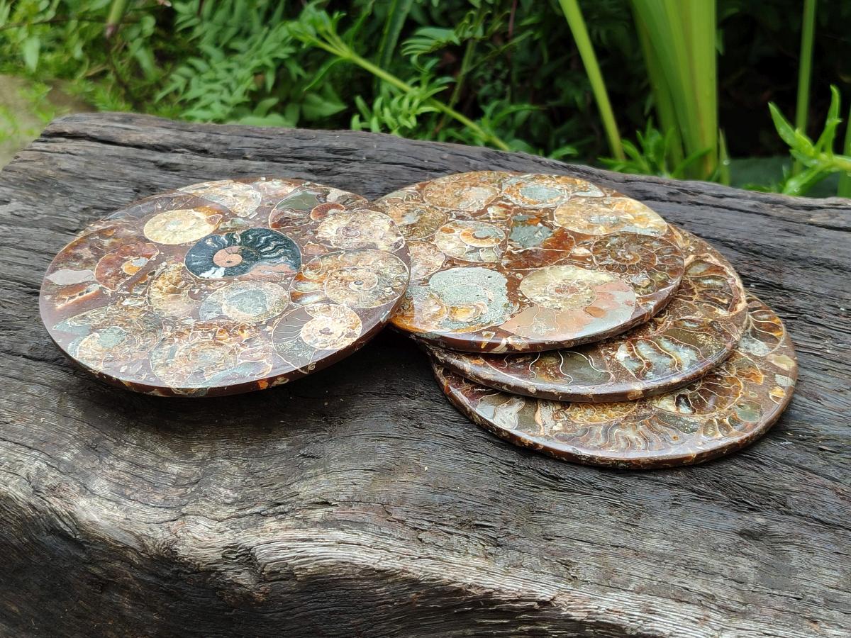 Hand Made Ammonite Conglomerate Coffee Table Coasters x 6 From Mahajanga, Madagascar