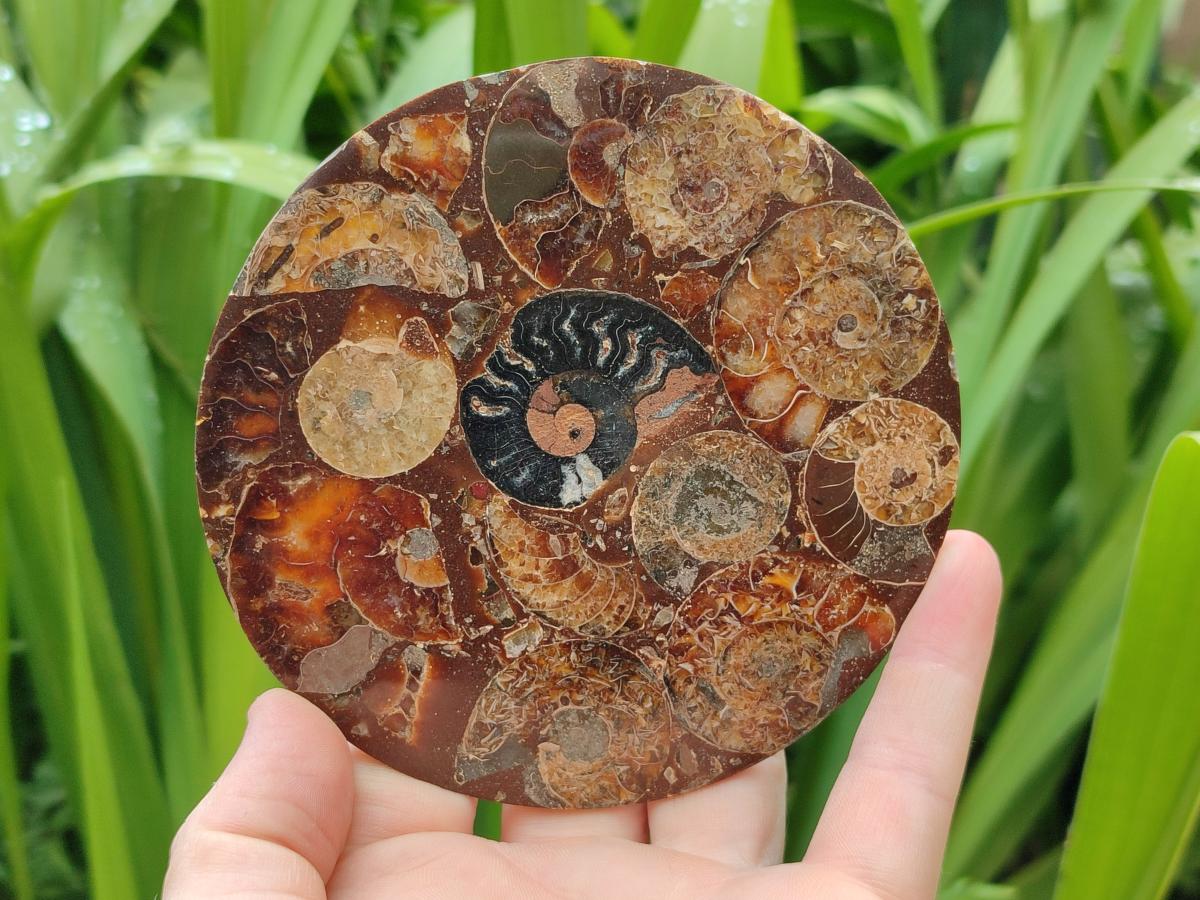 Hand Made Ammonite Conglomerate Coffee Table Coasters x 6 From Mahajanga, Madagascar