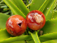Polished Carnelian Agate Gemstone Spheres x 12 From Madagascar