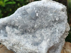 Natural Acicular Ice Blue Celestite Specimen x 1 From Sakoany, Madagascar - Toprock Gemstones and Minerals 