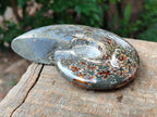 Polished Cleoniceras Ammonite Fossils x 3 From Tulear, Madagascar