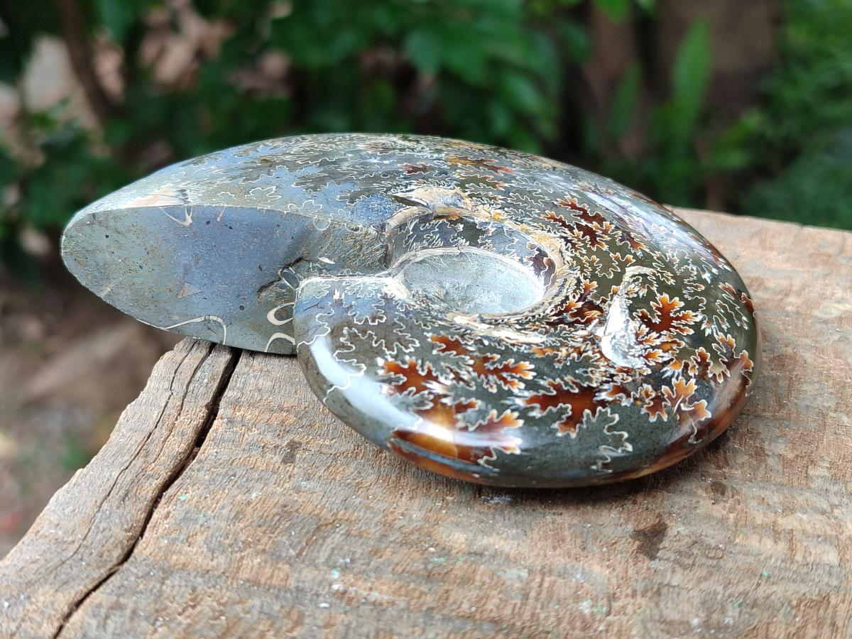 Polished Cleoniceras Ammonite Fossils x 3 From Tulear, Madagascar