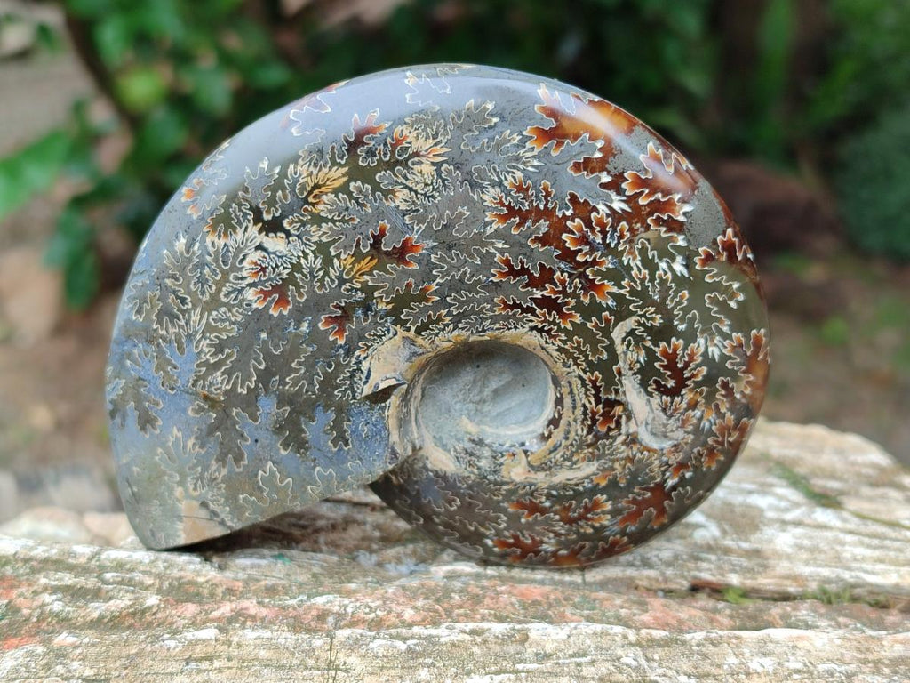 Polished Cleoniceras Ammonite Fossils x 3 From Tulear, Madagascar