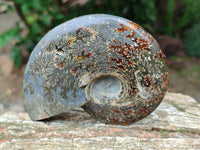 Polished Cleoniceras Ammonite Fossils x 3 From Tulear, Madagascar