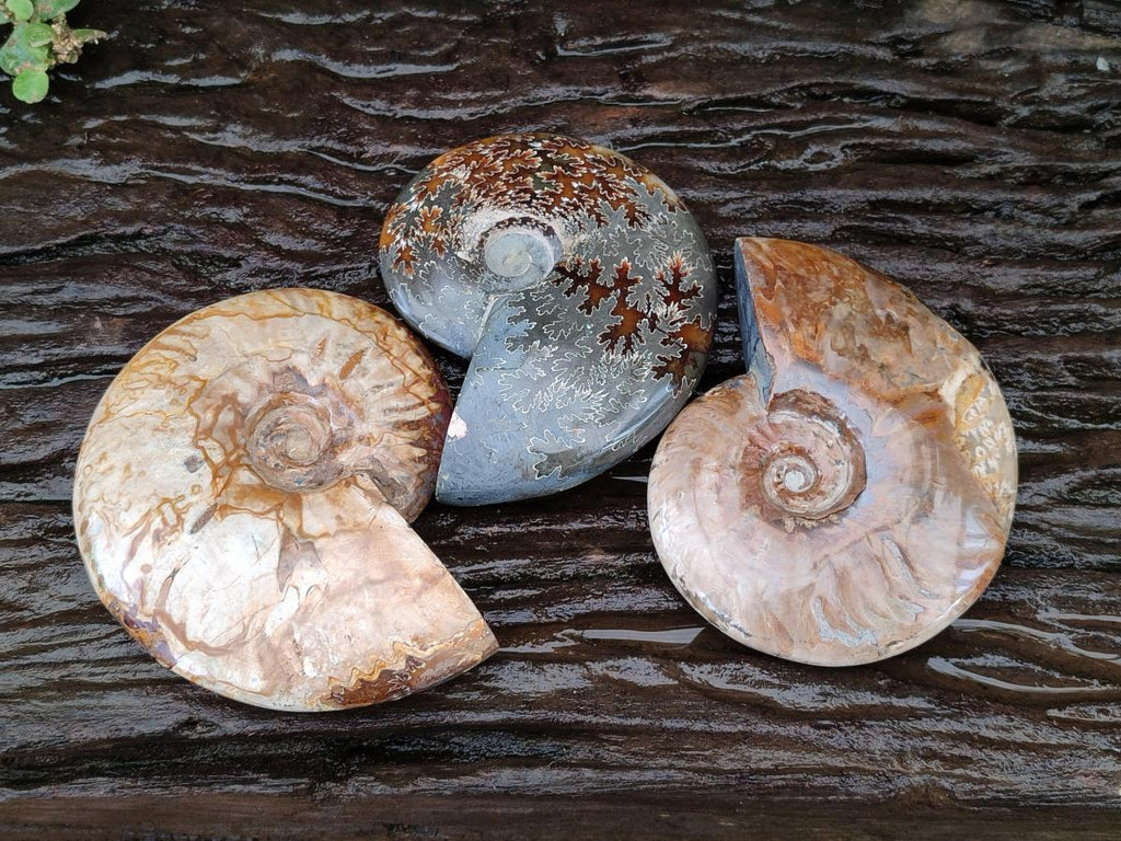 Polished Cleoniceras Ammonite Fossils x 3 From Tulear, Madagascar