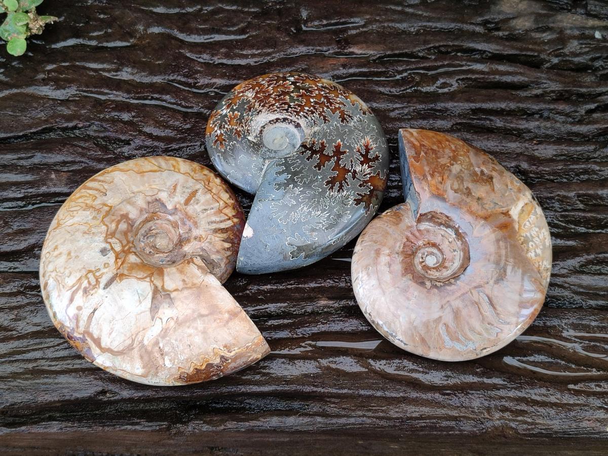 Polished Cleoniceras Ammonite Fossils x 3 From Tulear, Madagascar