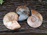 Polished Cleoniceras Ammonite Fossils x 3 From Tulear, Madagascar