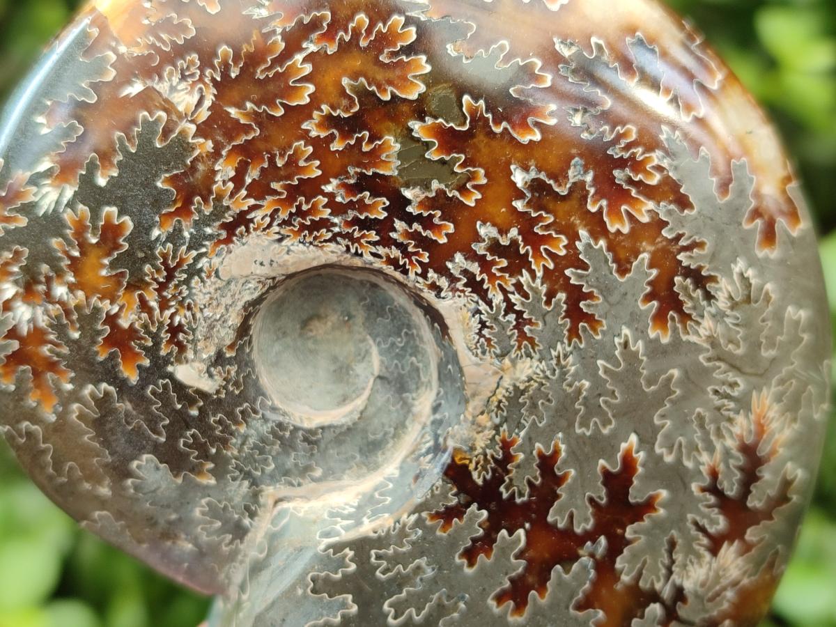 Polished Cleoniceras Ammonite Fossils x 3 From Tulear, Madagascar